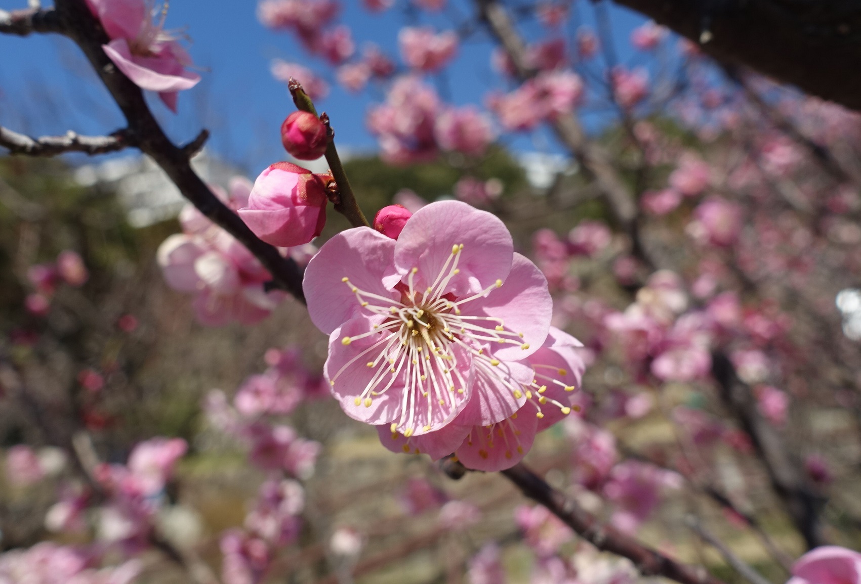 品種が多い岡本梅林公園　ウメの花ようやく見ごろに_d0136382_15350023.jpg