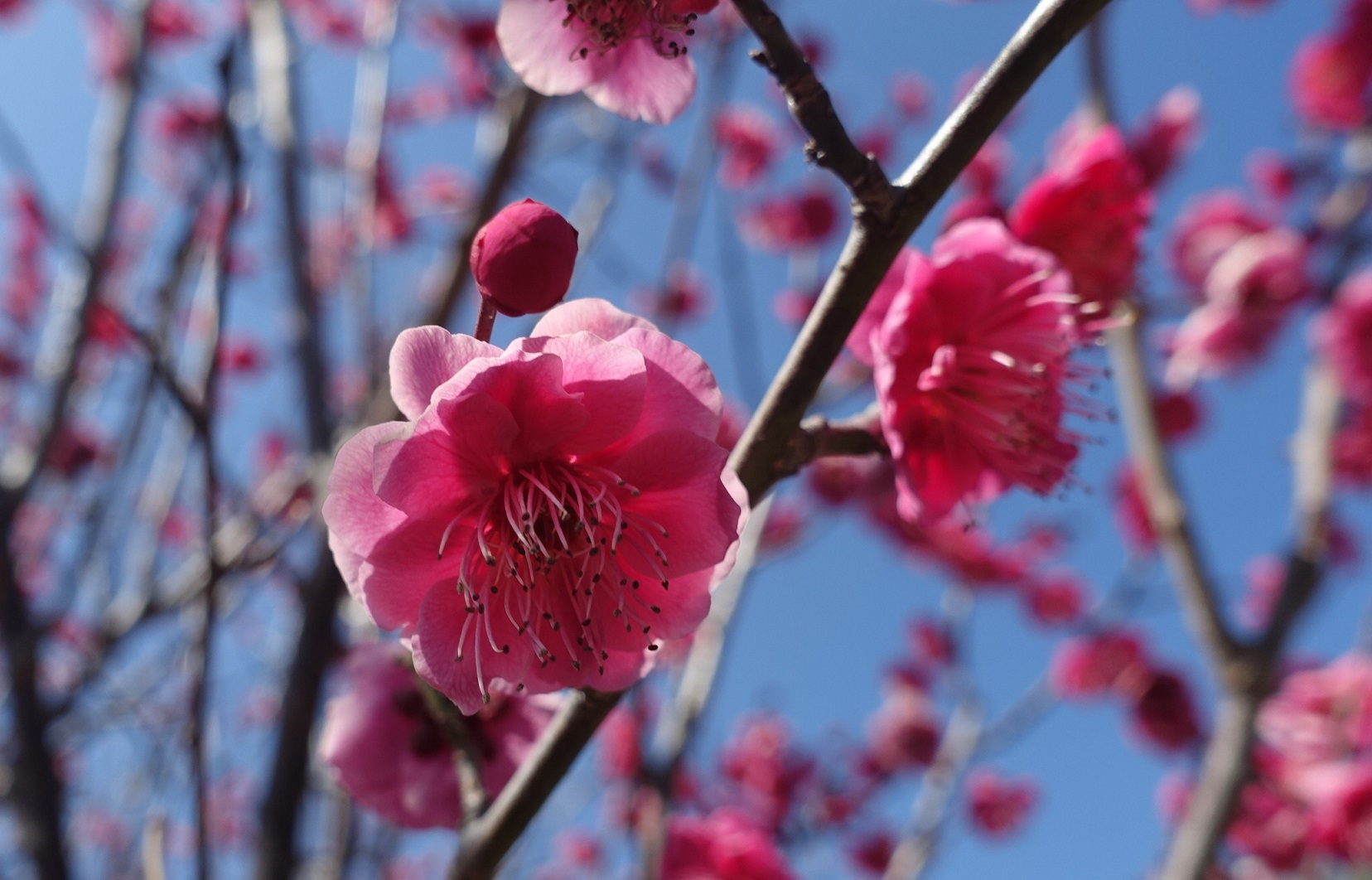 品種が多い岡本梅林公園　ウメの花ようやく見ごろに_d0136382_15352742.jpg