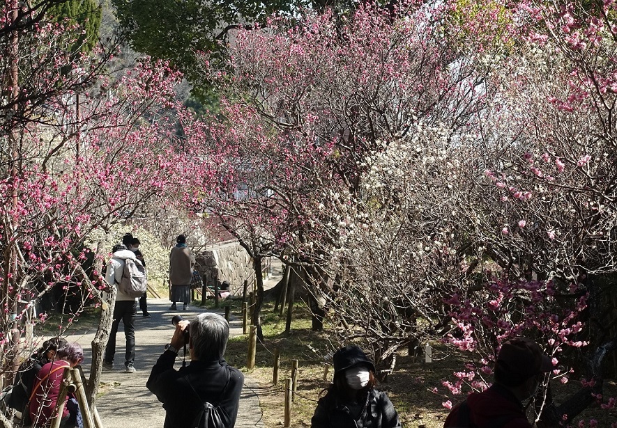 品種が多い岡本梅林公園　ウメの花ようやく見ごろに_d0136382_15391631.jpg