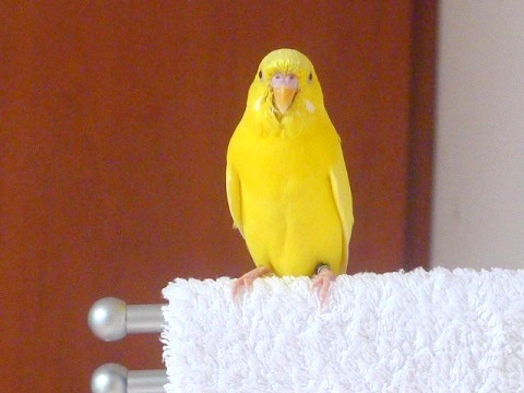 足の裏にやさしいタオル_d0006400_01532872.jpg