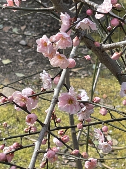 京都の「城南宮」３月中旬までしだれ梅が見ごろだそうです♡_f0399901_09260398.jpg