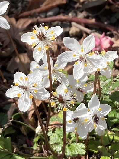 バイカオウレンを見に～～ : 信ちゃんの美夜古たより