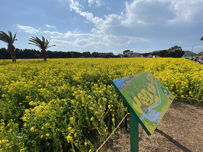 RZ250改 18 渥美半島 菜の花畑マップ : 小生の備忘録