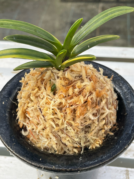根が少ない時の植え方 : □ サムライ オーキッド □ 富貴蘭