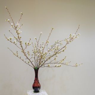 吉野桜　つぼみ_c0165824_14124914.jpg