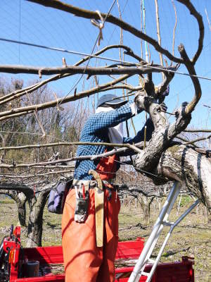 熊本梨 本藤果樹園 梨が育つ最高のステージを作り上げるための剪定と誘引作業を現地取材(後編)_a0254656_17304907.jpg