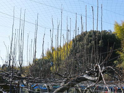 熊本梨 本藤果樹園 梨が育つ最高のステージを作り上げるための剪定と誘引作業を現地取材(後編)_a0254656_17373485.jpg