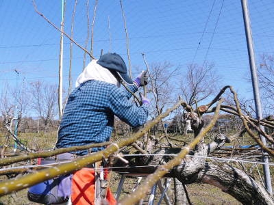 熊本梨 本藤果樹園 梨が育つ最高のステージを作り上げるための剪定と誘引作業を現地取材(後編)_a0254656_17592650.jpg
