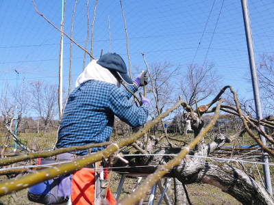 熊本梨　本藤果樹園　梨が育つ最高のステージを作り上げるための剪定と誘引作業を現地取材(後編)_a0254656_17592650.jpg