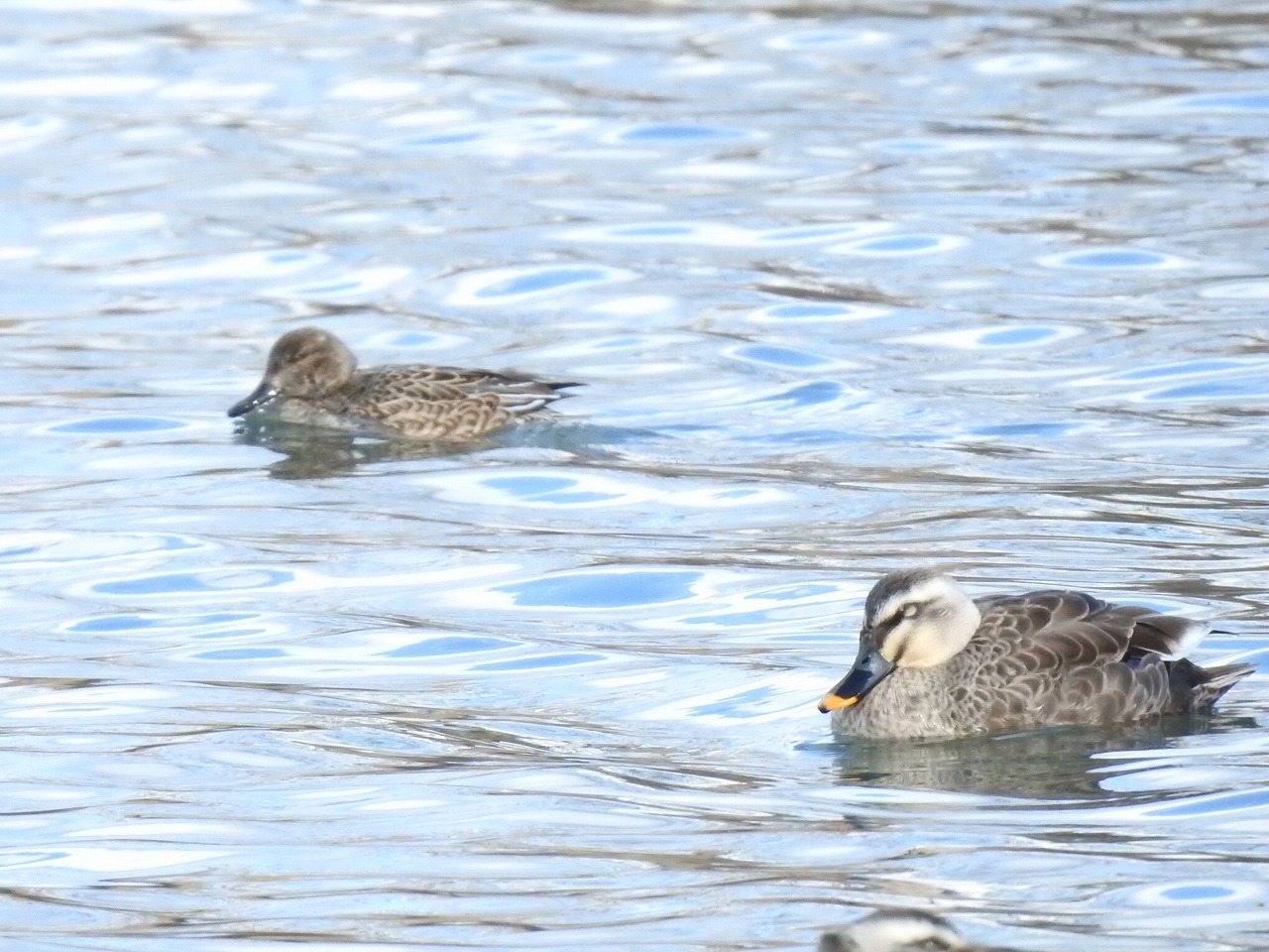 犀川の軽鴨 カルガモ と川鵜 カワウ と小鴨 コガモ と冠鳰 カンムリカイツブリ 自然風の自然風だより