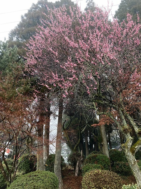 梅が咲くと春が来る_f0202785_20333874.jpg