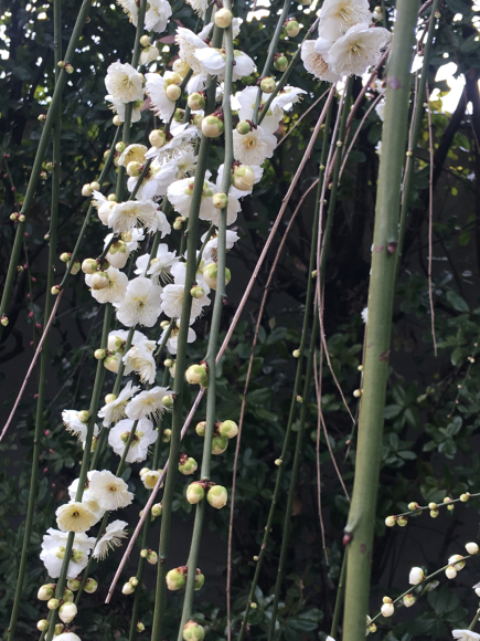京都の「城南宮」3月中旬までしだれ梅が見ごろだそうです♡_f0399901_11530541.jpg