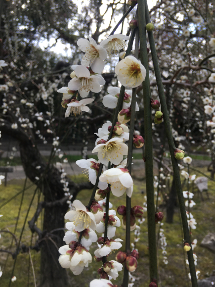 京都の「城南宮」３月中旬までしだれ梅が見ごろだそうです♡_f0399901_11530831.jpg