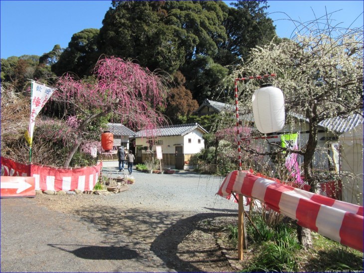 桃の節句に府八幡宮と龍尾神社 花庭園_c0376508_18525061.jpg