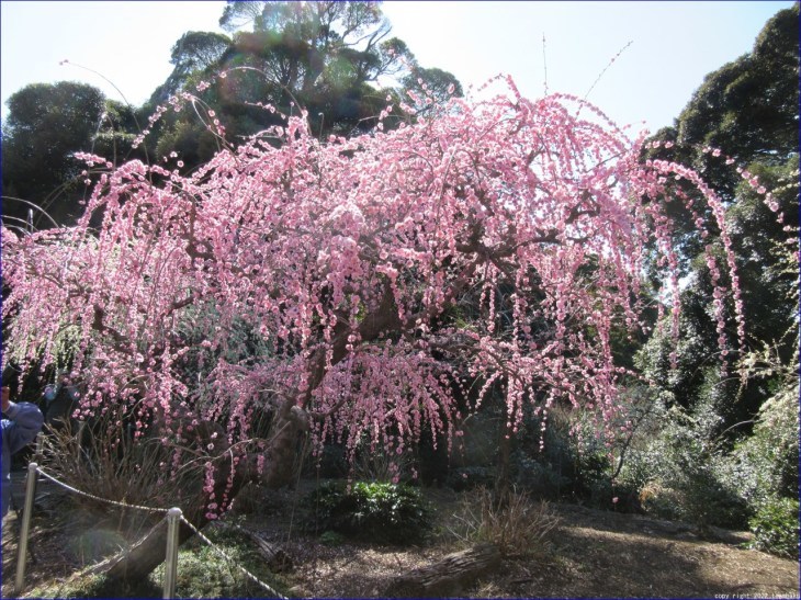 桃の節句に府八幡宮と龍尾神社 花庭園_c0376508_18525409.jpg