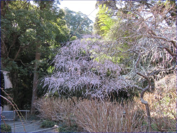 桃の節句に府八幡宮と龍尾神社 花庭園_c0376508_18530384.jpg