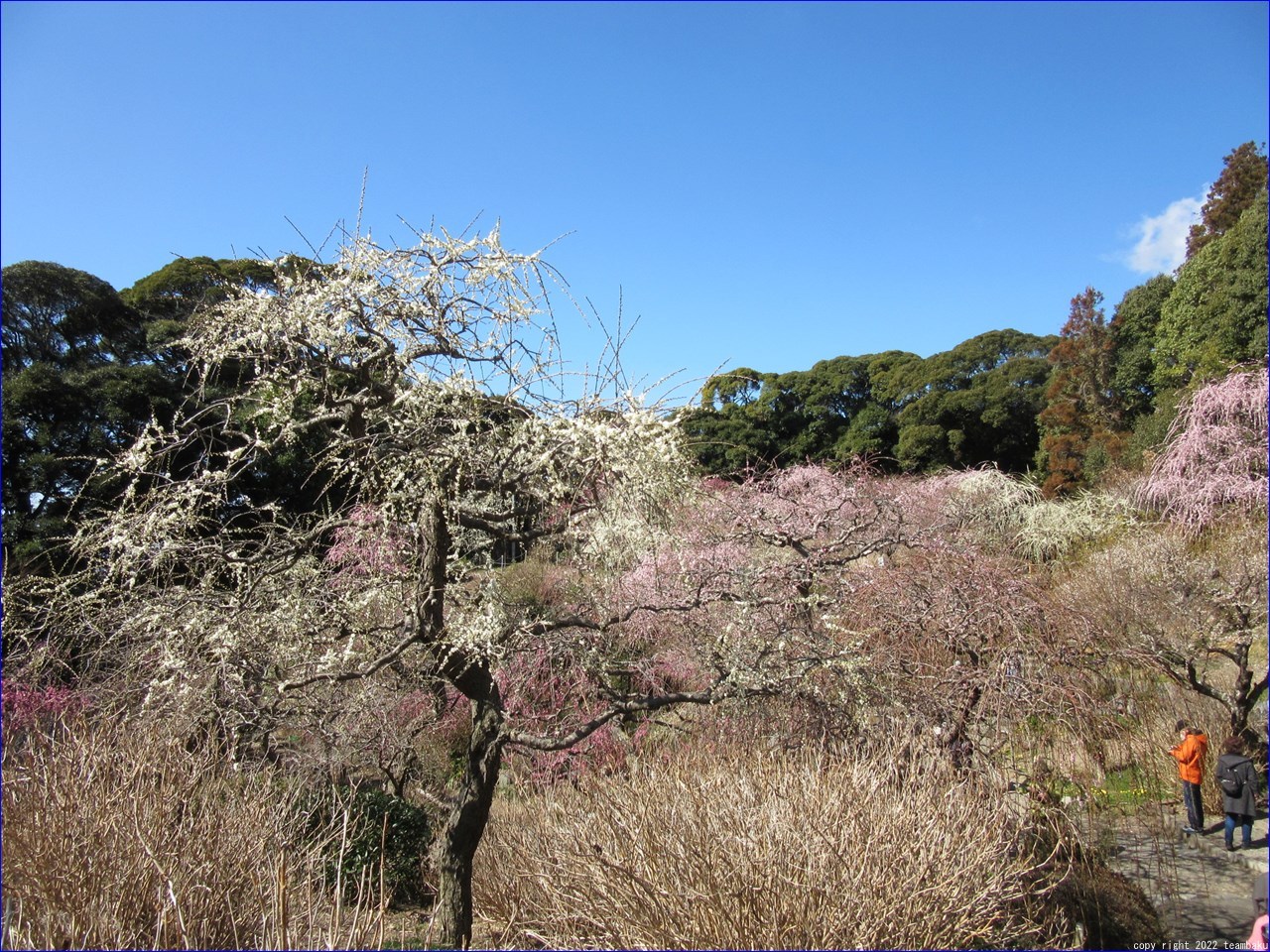桃の節句に府八幡宮と龍尾神社 花庭園_c0376508_18530626.jpg