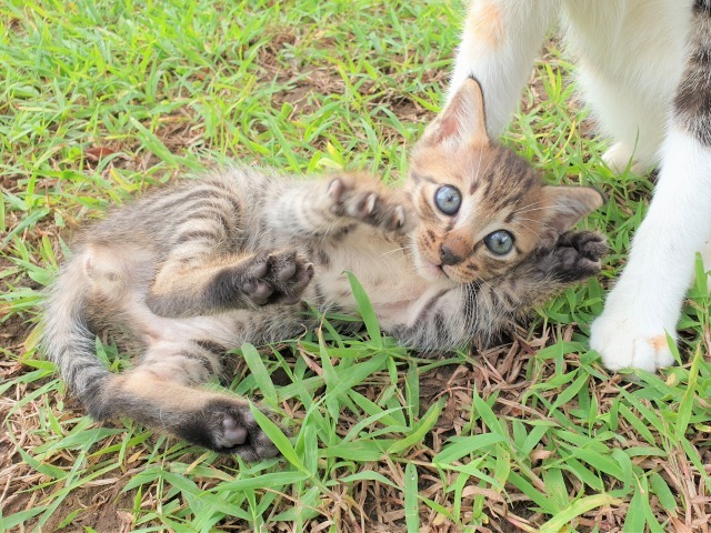ニュピなのに・・・_c0211615_14511522.jpg