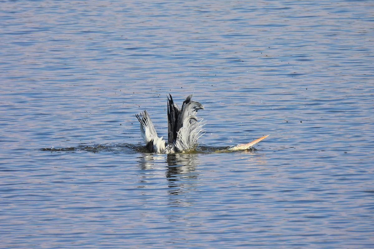 いい湯だな?・・・アオサギがどっぷり水風呂に!(^^;_a0031821_16425931.jpg