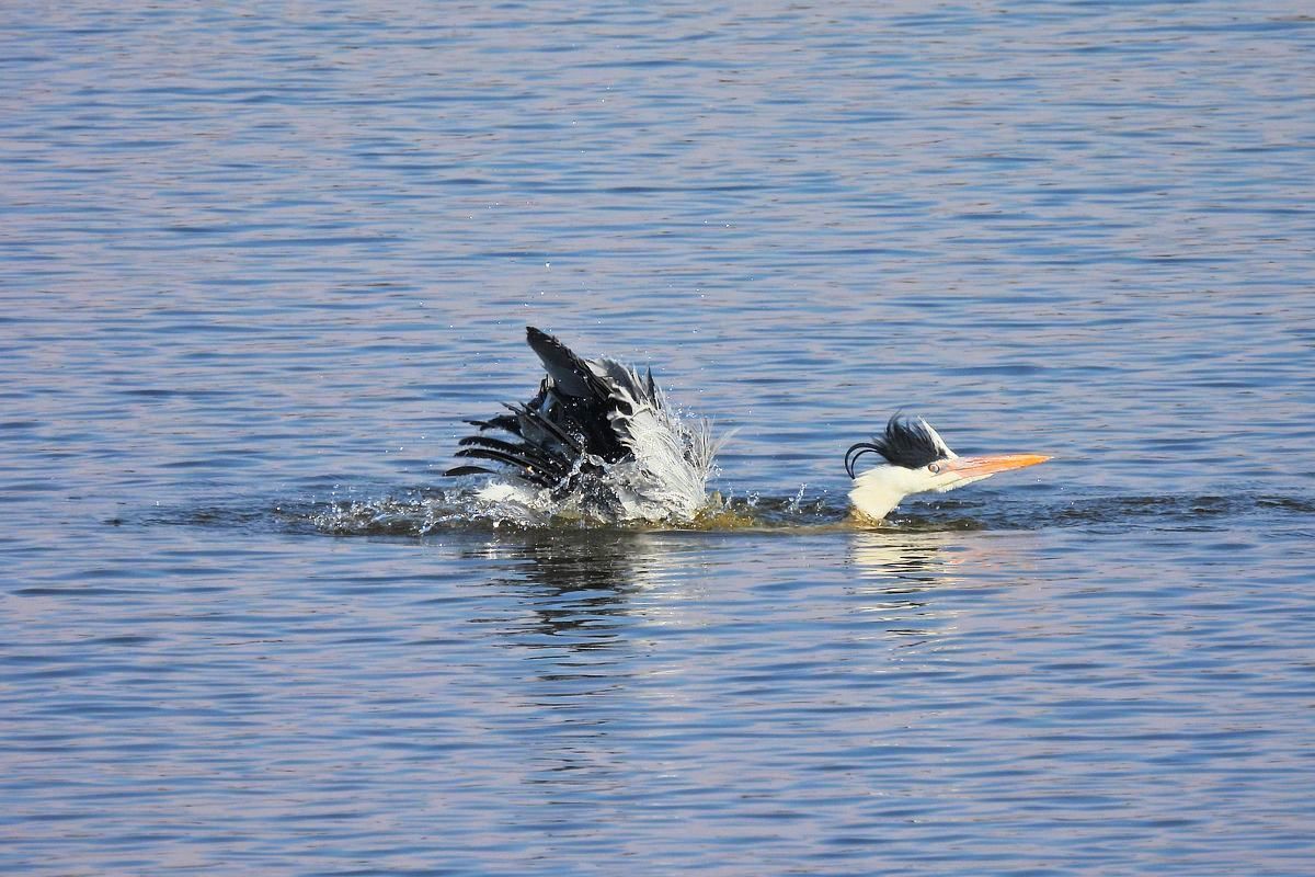 いい湯だな?・・・アオサギがどっぷり水風呂に!(^^;_a0031821_16435989.jpg