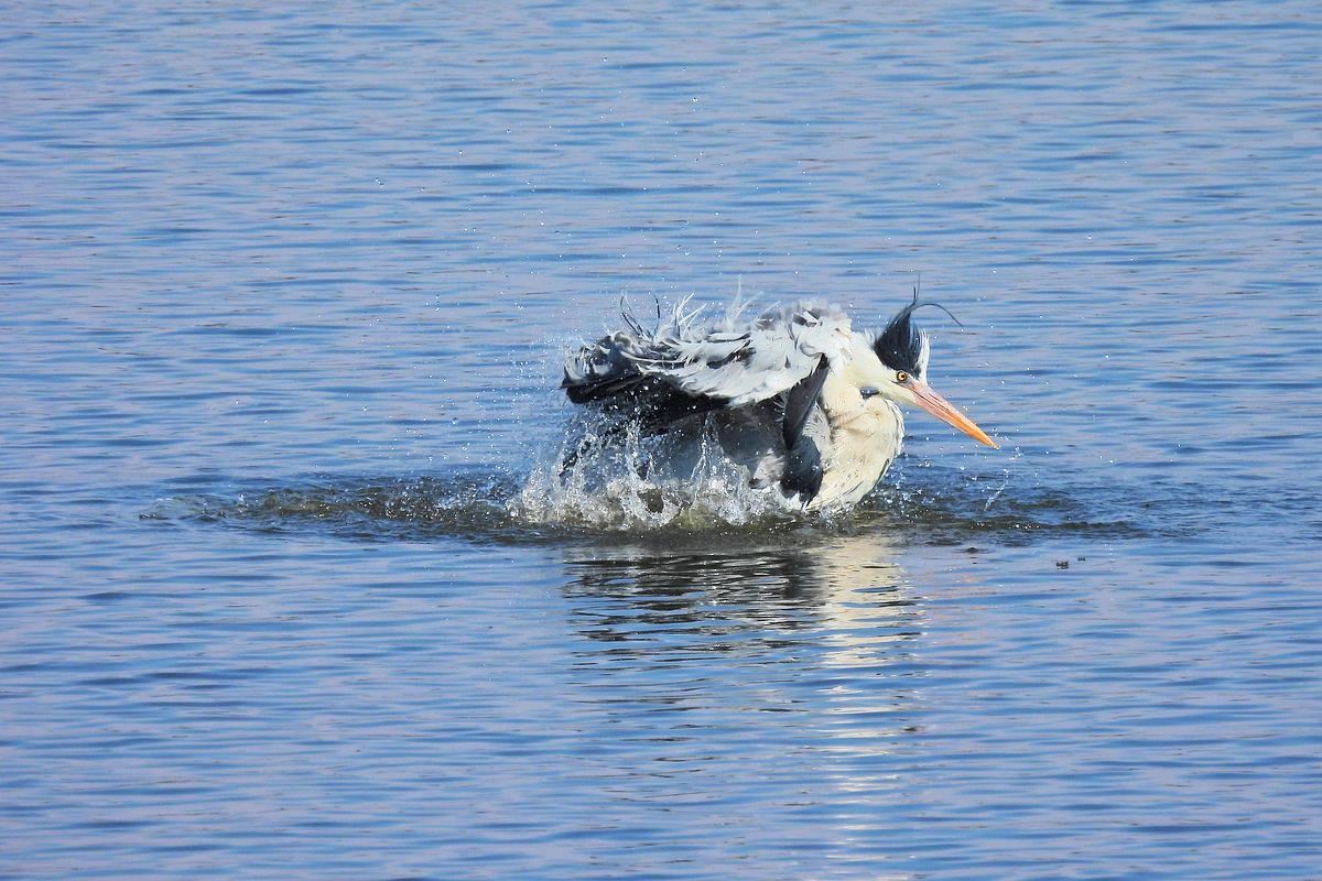 いい湯だな?・・・アオサギがどっぷり水風呂に!(^^;_a0031821_16471556.jpg