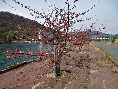 安浦の河津桜が開花しました_e0175370_22064680.jpg