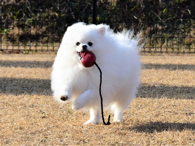 元気のみなもと 徒然てんぐさ