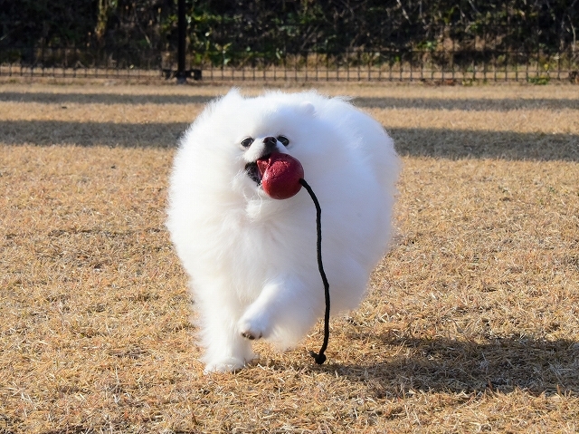 元気のみなもと 徒然てんぐさ