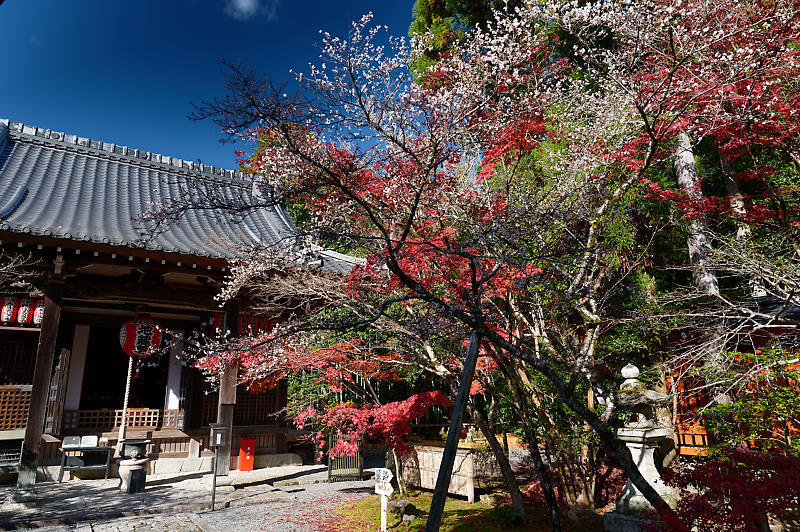 2021年京都の紅葉＠修学院　赤山禅院_f0032011_19093419.jpg