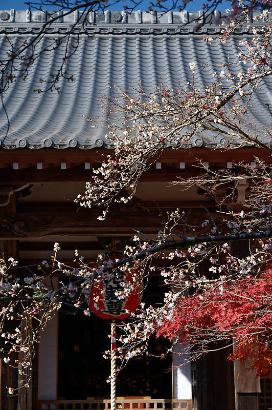 2021年京都の紅葉＠修学院　赤山禅院_f0032011_19093452.jpg