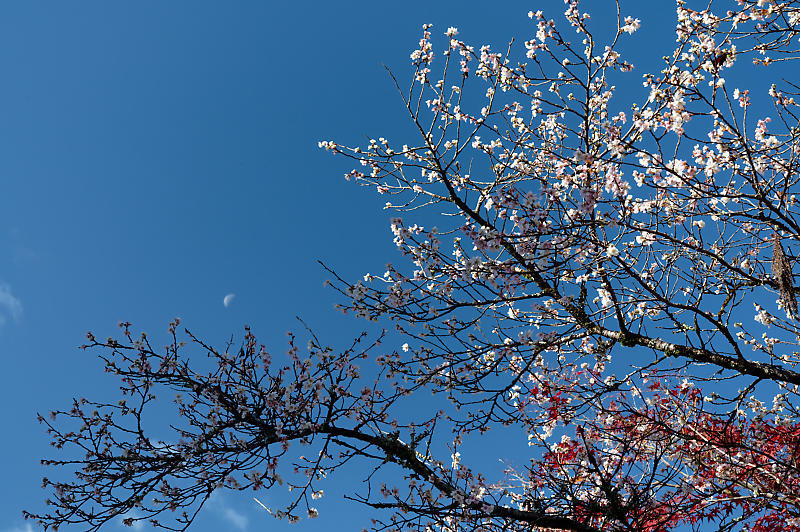 2021年京都の紅葉＠修学院　赤山禅院_f0032011_19093482.jpg