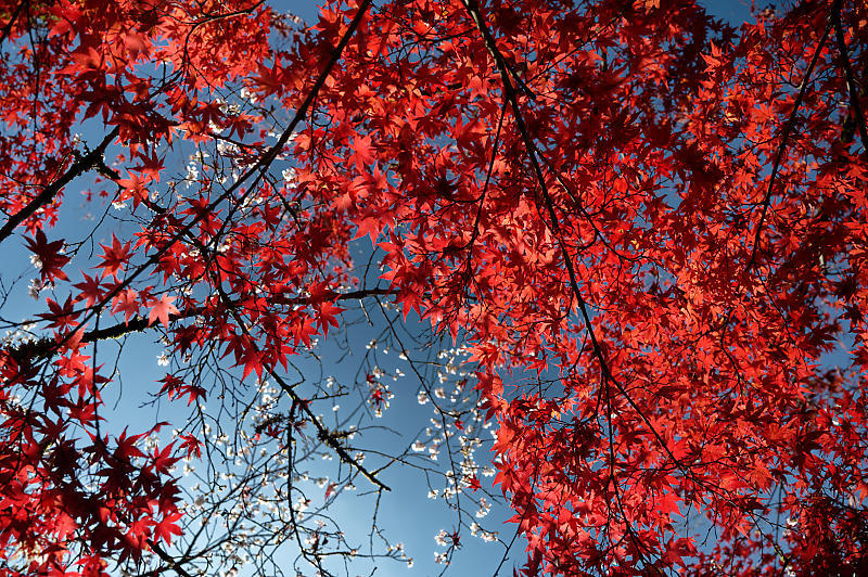 2021年京都の紅葉＠修学院　赤山禅院_f0032011_19093558.jpg