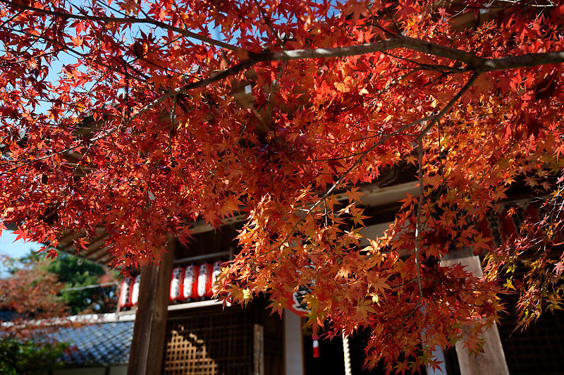 2021年京都の紅葉＠修学院　赤山禅院_f0032011_19093572.jpg