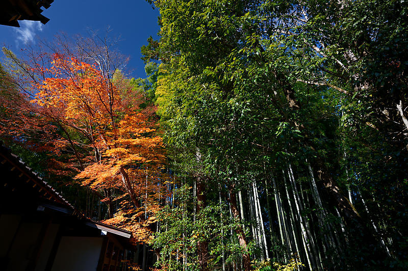 2021年京都の紅葉＠修学院　赤山禅院_f0032011_19093696.jpg