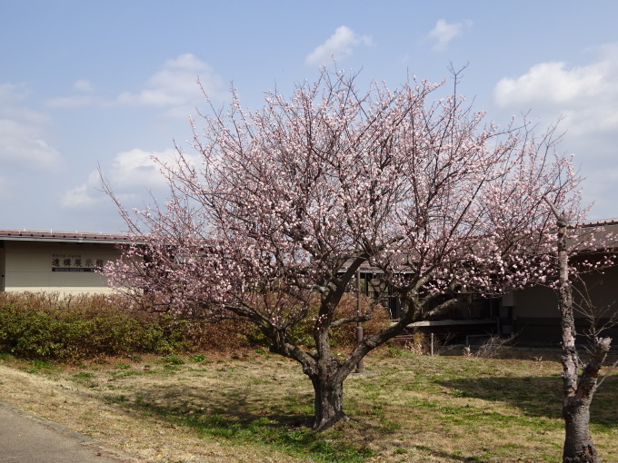 弥生三月　良い気候になりました_b0174217_14062559.jpg