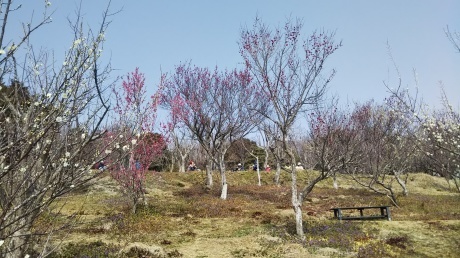 梅の香りに誘われて里山を歩く 『雄岡山・雌岡山』_c0218841_19405156.jpg