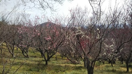 梅の香りに誘われて里山を歩く 『雄岡山・雌岡山』_c0218841_19502830.jpg