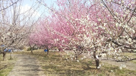 梅の香りに誘われて里山を歩く 『雄岡山・雌岡山』_c0218841_19583729.jpg