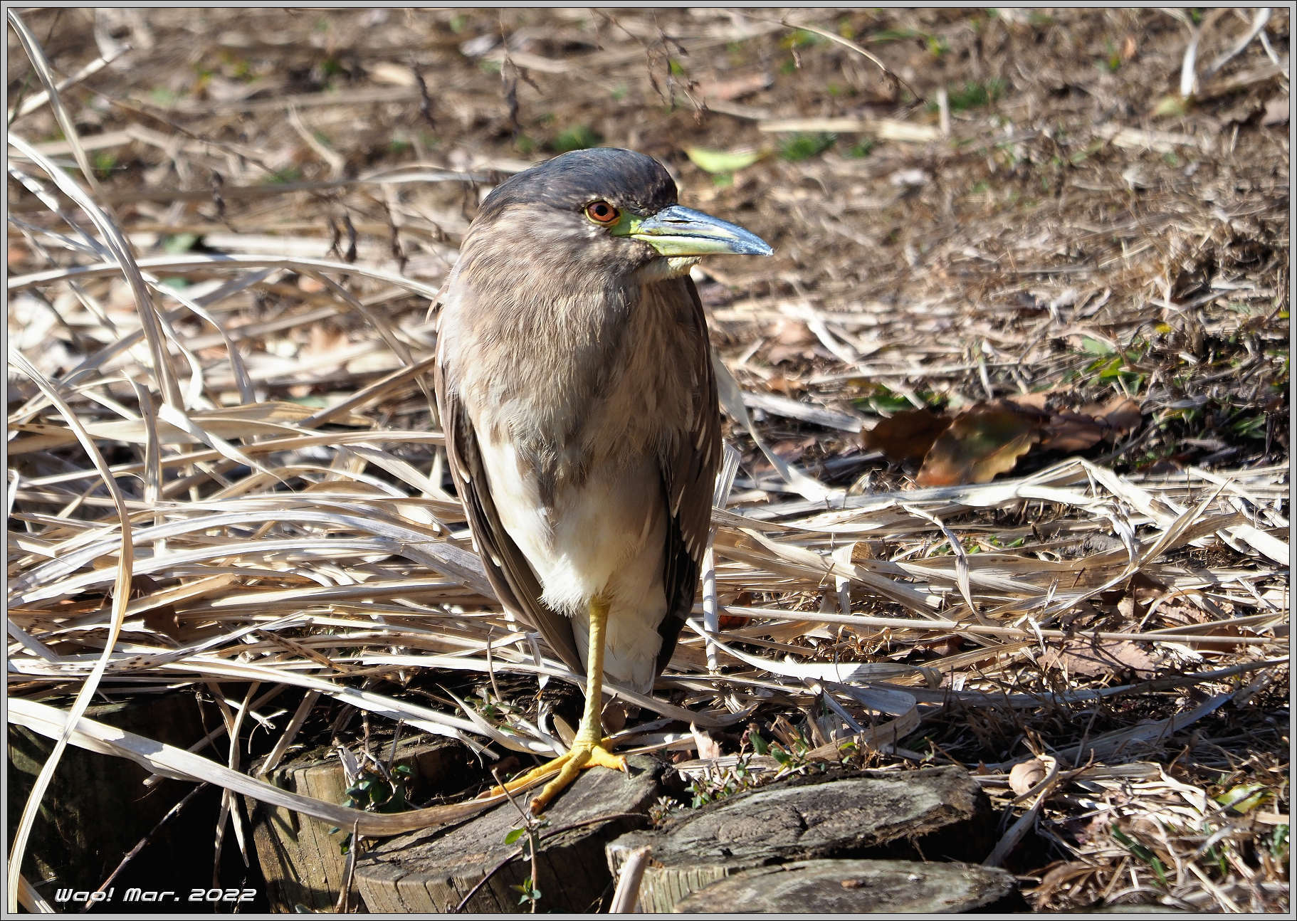ゴイサギの幼鳥がいた : 野鳥の素顔 ＜野鳥と日々の出来事＞