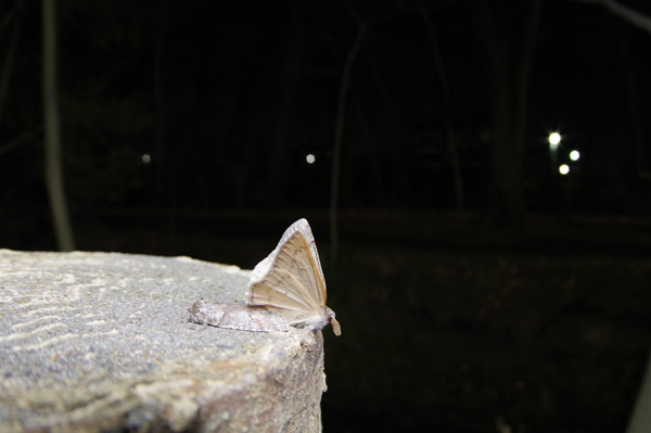 フユシャク最終章　その1_e0167571_22490366.jpg