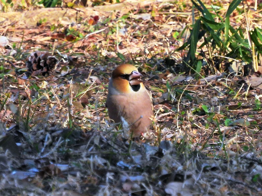 イカルの軍団に遭遇・・・大室公園(3月6日)_a0031821_14210056.jpg