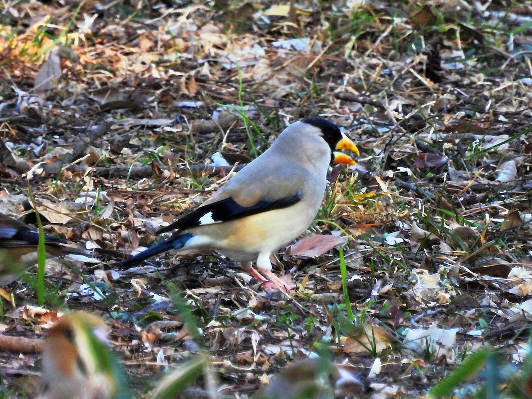 イカルの軍団に遭遇・・・大室公園(3月6日)_a0031821_14232366.jpg
