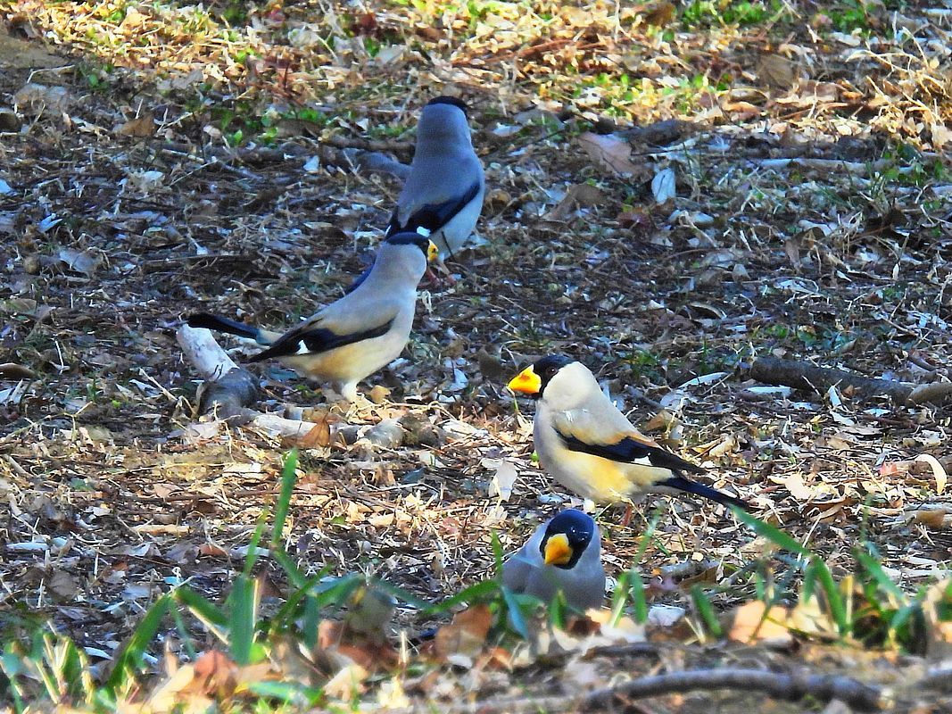 イカルの軍団に遭遇・・・大室公園(3月6日)_a0031821_14241808.jpg
