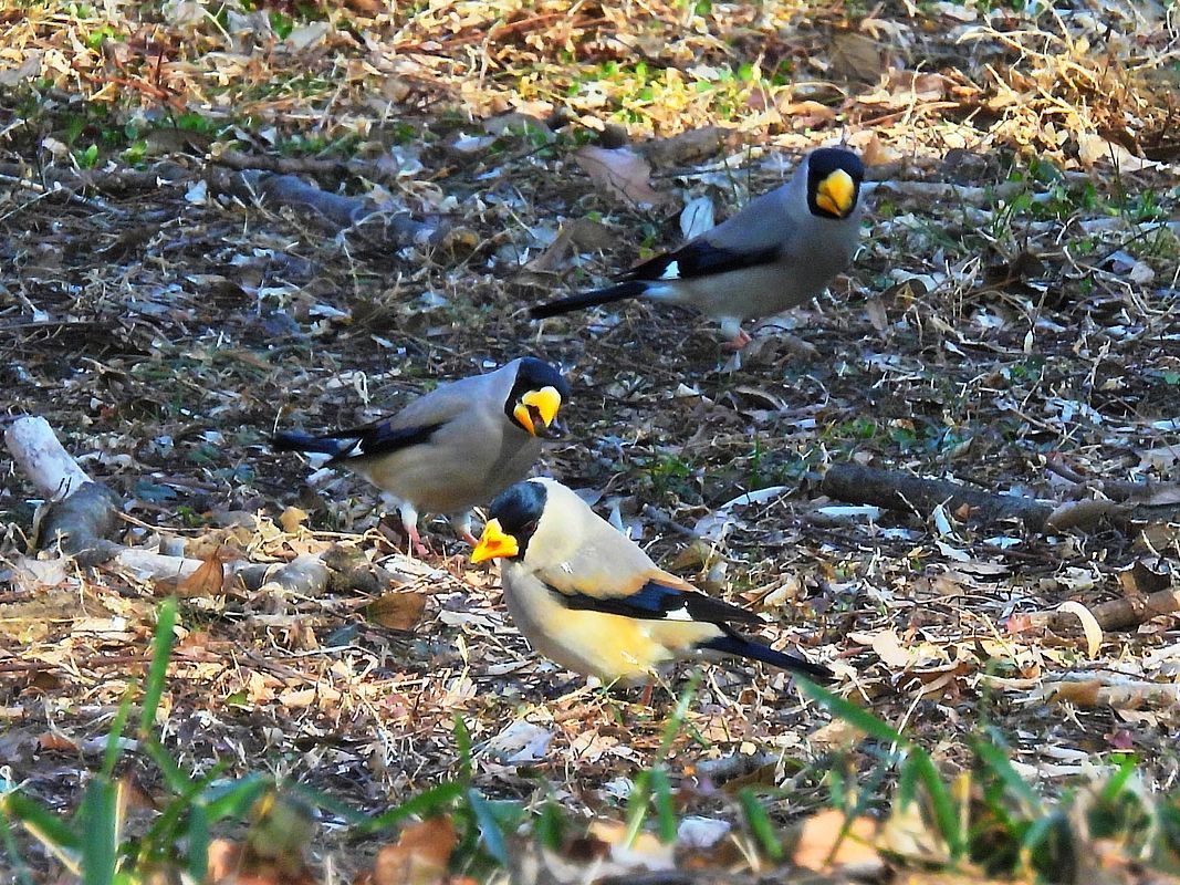 イカルの軍団に遭遇・・・大室公園(3月6日)_a0031821_14271715.jpg