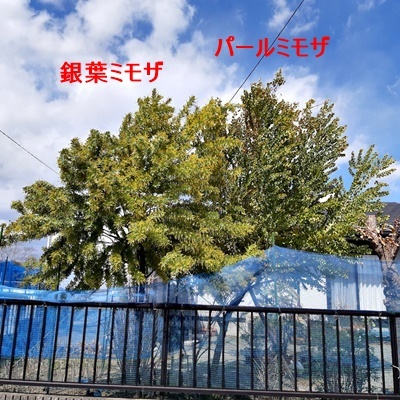 ミモザ開花!_f0129726_15084828.jpg