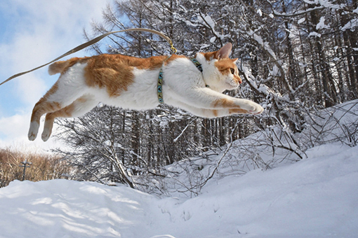 雪山探検ぴょん_e0414191_05044190.jpg
