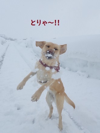 当たり前の日常が戻った月曜日。_c0182012_11380575.jpg