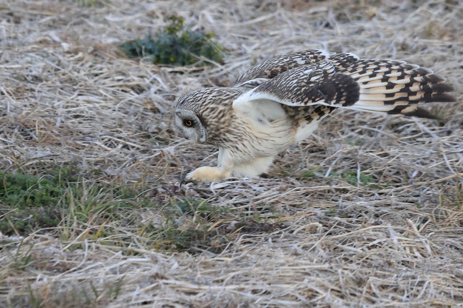 コミミズク 獲物に向かって飛び出したが…_f0369315_22370073.jpg