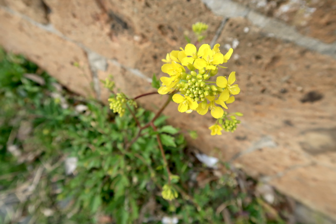 オルヴィエート花愛でながら崖上・街中さんぽ_f0234936_21440288.jpg