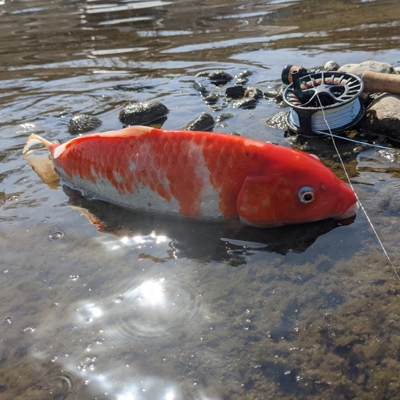 多摩川 カープフライフィッシング 鯉太郎様 Fly Shop Loop To Loop Blog